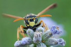 Ape Sulla lavanda Ape Sulla lavanda