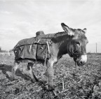 the mule ;/) with lens! the mule ;/) with lens!