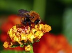 *** Lantanorum Bombus *** *** Lantanorum Bombus ***