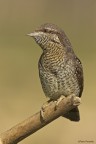 Torcicollo Torcicollo