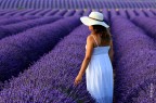 provence provence