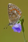 Polyommato Polyommato