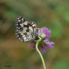 bacio mortale bacio mortale