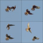 Giochi di gheppi Giochi di gheppi