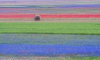 castelluccio quasi nell'ora blu