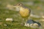 Ballerina gialla (Motacilla cinerea)