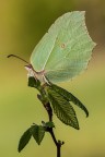 Gonepteryx rhamni Gonepteryx rhamni