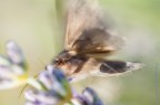 A forte velocit  &quot;Macroglossum stellatarum&quo