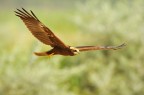 Falco di paulde Falco di paulde