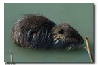 Nutria Nutria