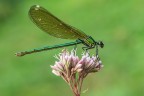 Calopteryx splendens Calopteryx splendens