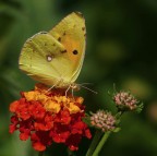 *** Sempre Lei *** *** Sempre Lei ***