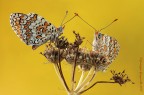 melitaea Phoebe