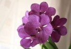 vanda cerulea (ibrido) vanda cerulea (ibrido)