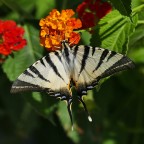 *** Spostati che arrivo io *** *** Spostati che arrivo io ***