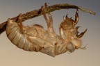 Exuvia di cicala Exuvia di cicala