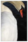 Profilo di un cigno... Profilo di un cigno...