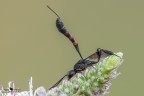 Hymenoptera_Femmina di Gasteruption sp. Hymenoptera_Femmina di Gasteruption sp.