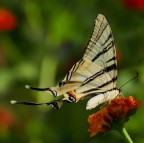 *** Macro Dinamica *** *** Macro Dinamica ***