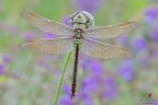 Ripresa aerea per questa femmina di Anax imperator :)