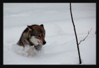 che fatica con tutta questa neve... che fatica con tutta questa neve...