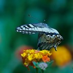 *** Decollo *** *** Decollo ***