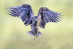 Commenti e consigli sono sempre ben accetti.

Canon D MK IV + Canon 500 mm + 1.4 x
iso 1000 tv 1/640 av 5.6 - mano libera

A volte, quando meno te l'aspetti... sbucano cos dal nulla....

Ciao

Luca