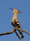 Upupa