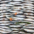 poisson poisson