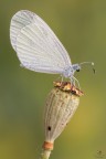 Leptidea sinapis.....