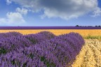 Lavanda Lavanda