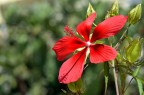 Ibiscus rosso