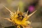 esplosione dorata