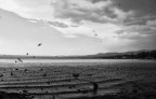 Bolsena Lake Bolsena Lake