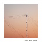 DiVedetta.... DiVedetta....