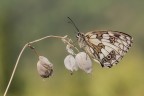 Melanargia galathea Melanargia galathea