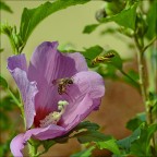 ...Via...Vai... ...Via...Vai...