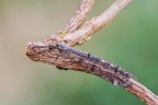 Mi rendo conto che la posizione assunta dall'insetto (direi Myrmeleon formicarius) non  la migliore per far risaltare la bella trama alare, ma era in attivit, ed  gi stata una fortuna che abbia accettato di farsi fotografare, naturalmente su un rametto di glicine...
Critiche e commenti sono graditi
[url=http://postimg.org/image/5v5yjp3vd/full/]H.R.[/url]