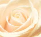 Cuore di rosa Cuore di rosa