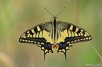 Papilio machaon Papilio machaon