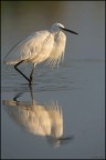Reflection