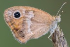 Coenonympha pamphilius Coenonympha pamphilius