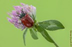 CRYSOMELA POPULI