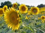 Sunflowers Sunflowers