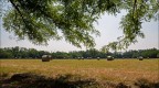 Campagna