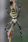 Argiope Argiope