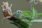Ninfa di Nezara viridula Ninfa di Nezara viridula