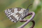 Con questa bella farfalla a scacchiera, una Melanargia galathea che mi ha consentito un ottimo piazzamento nel contest Free4u 407, ringrazio tutti coloro che mi hanno votato, ed auguro un fresco (senza esagerare) ferragosto a tutti i frequentatori del forum.
Critiche e commenti sono graditi
[url=http://postimg.org/image/4m90gk1nv/full/]H.R.[/url]