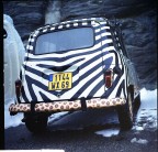 zebre e lepardi zebre e lepardi