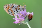 "La melitaea e la coccinella" "La melitaea e la coccinella"